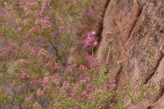 Calytrix exstipulata