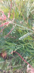 Grevillea banksii