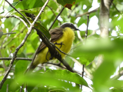 Myiozetetes cayanensis