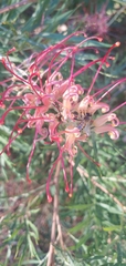 Grevillea banksii