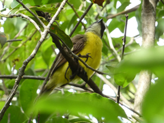 Myiozetetes cayanensis