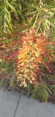 Grevillea banksii