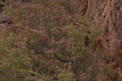 Calytrix exstipulata