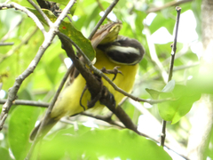 Myiozetetes cayanensis