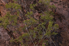 Calytrix exstipulata