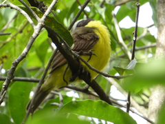 Myiozetetes cayanensis