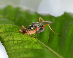 Auplopus caerulescens