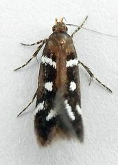 Chionodes naevus