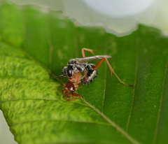 Auplopus caerulescens