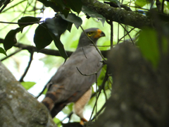 Rupornis magnirostris