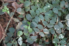 Psychotria serpens