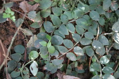 Psychotria serpens