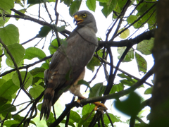 Rupornis magnirostris