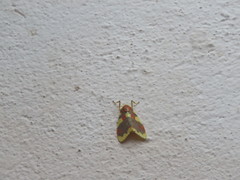 Barsine rubricostata