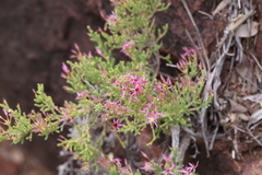 Calytrix exstipulata