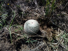 Mammillaria haageana