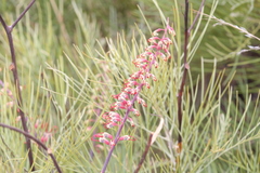 Grevillea dryandri