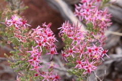 Calytrix exstipulata