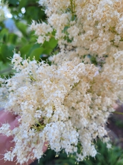 Syringa reticulata