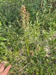 Pedicularis sudetica