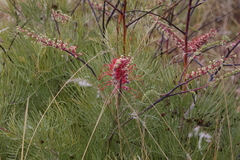 Grevillea dryandri