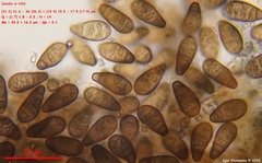 Prosthecium pyriforme