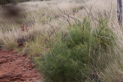 Grevillea dryandri