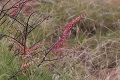 Grevillea dryandri