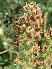 Pedicularis sudetica