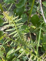 Pedicularis sudetica