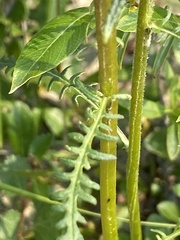 Pedicularis sudetica