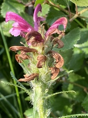 Pedicularis sudetica