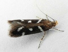 Chionodes naevus