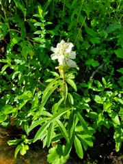 Sidalcea candida