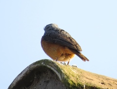 Monticola angolensis