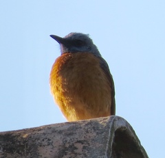Monticola angolensis