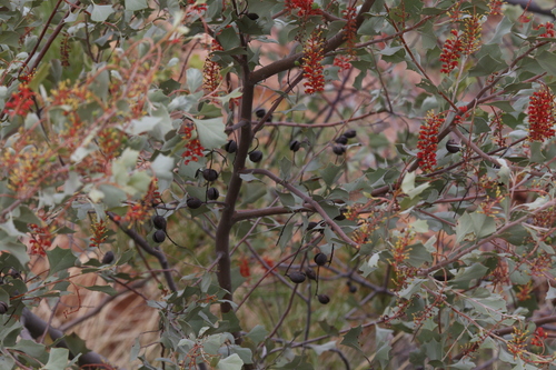 Image of Grevillea wickhamii by (c) Hugo Innes, some rights reserved (CC BY)