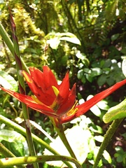 Heliconia lankesteri rubra