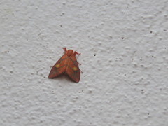 Sarbine flavodiscalis
