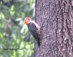 Melanerpes aurifrons