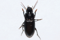 Xestonotus lugubris