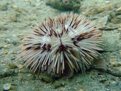 Pseudoboletia maculata