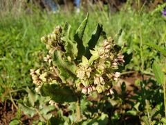 Asclepias jaliscana