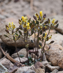 Draba incrassata