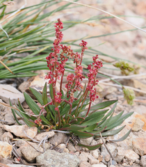 Rumex paucifolius