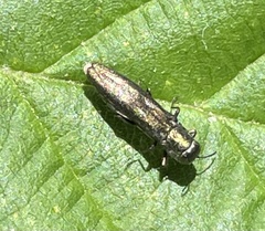Agrilus cuprescens