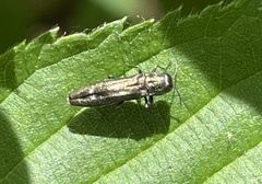 Agrilus cuprescens