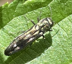 Agrilus cuprescens