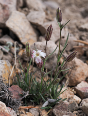 Silene sargentii