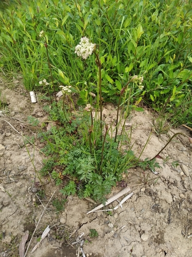 Tilingia ajanensis iNat (2)